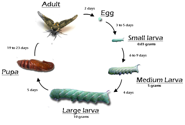 What is the life cycle of the tomato hornworm?